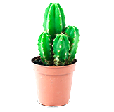 Cactus di San Pedro e Peyote