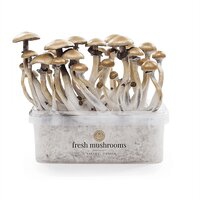 Kits di coltivazione FreshMushrooms®