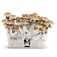 Mondo® e XL Maxi kits