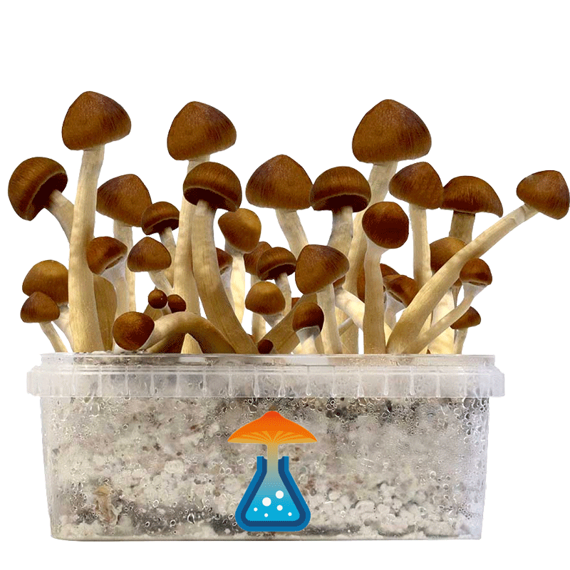 Kit di Funghi Allucinogeni GetMagic