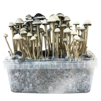 Hawaiian Copelandia Magic mushroom grow kit 