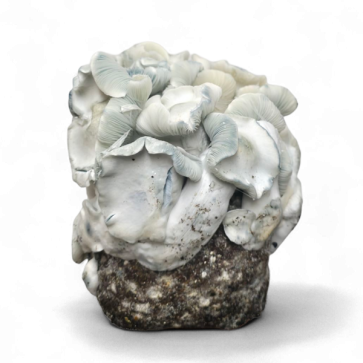 The new Jack Frost mushroom kit