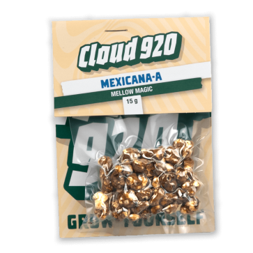 Tartufi Magici Mexicana Psilocybe mexicana