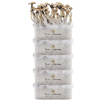 FreshMushrooms® Kit di Coltivazione Pacco da 5
