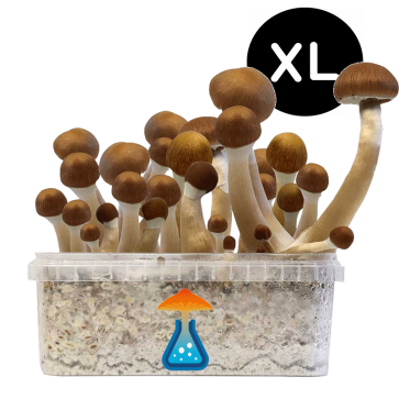 GetMagic Magic Mushroom grow kit XL