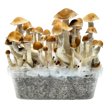2100cc Amazonian PES Grow kit