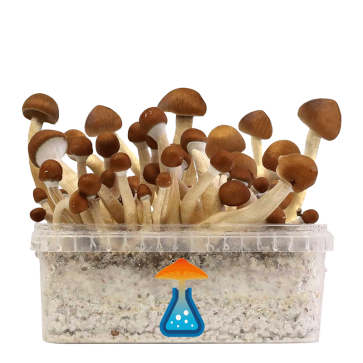 GetMagic Magic Mushroom grow kit XL