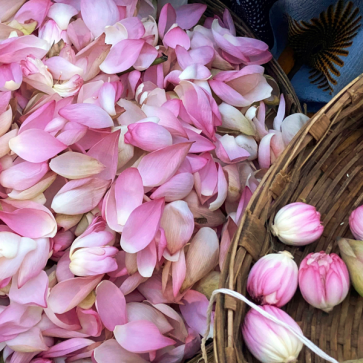 Pink Lotus Flowers | Nelumbo Nucifera 
