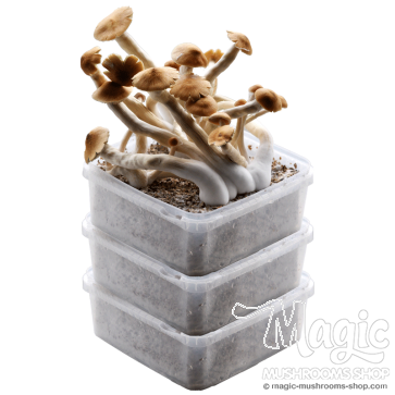 GetMagic® 3XL Grow Kits Bulk Deal