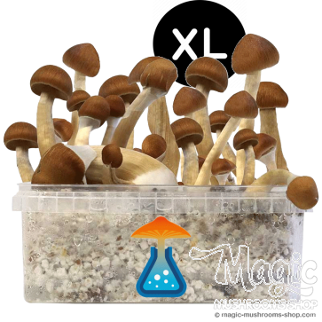 GetMagic Magic Mushroom grow kit XL