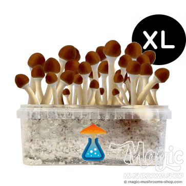 GetMagic Magic Mushroom grow kit XL