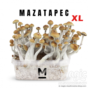 Flush of Mazatapec