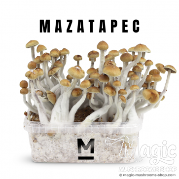 Flush of Mazatapec