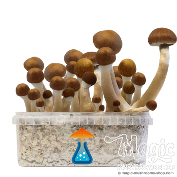 GetMagic Magic Mushroom grow kit XL