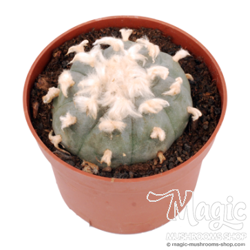 Peyote 6-7 cm