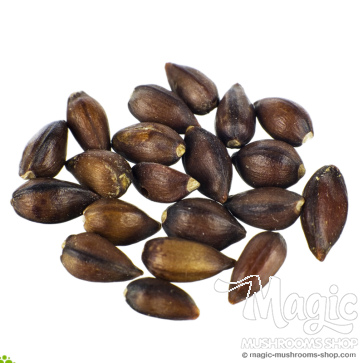 Ephedra (Ephedra sinica) semi