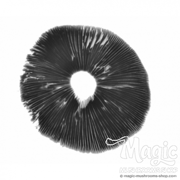 Escondido spore print