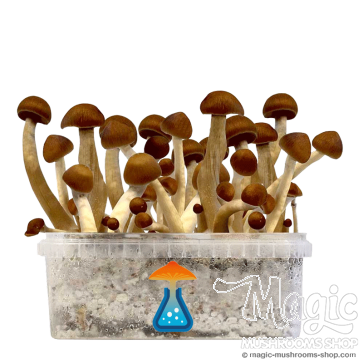 GetMagic Magic Mushroom grow kit XL