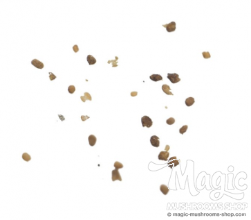 Semi di tabacco | Nicotiana Tabacum | 1 grammo di semi