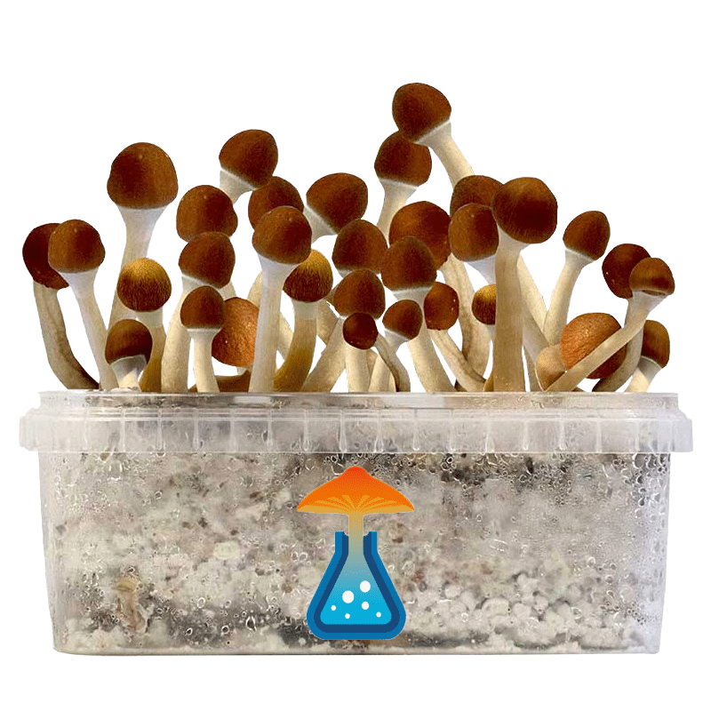 GetMagic Magic Mushroom grow kit XL