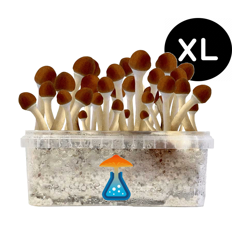 GetMagic Magic Mushroom grow kit XL