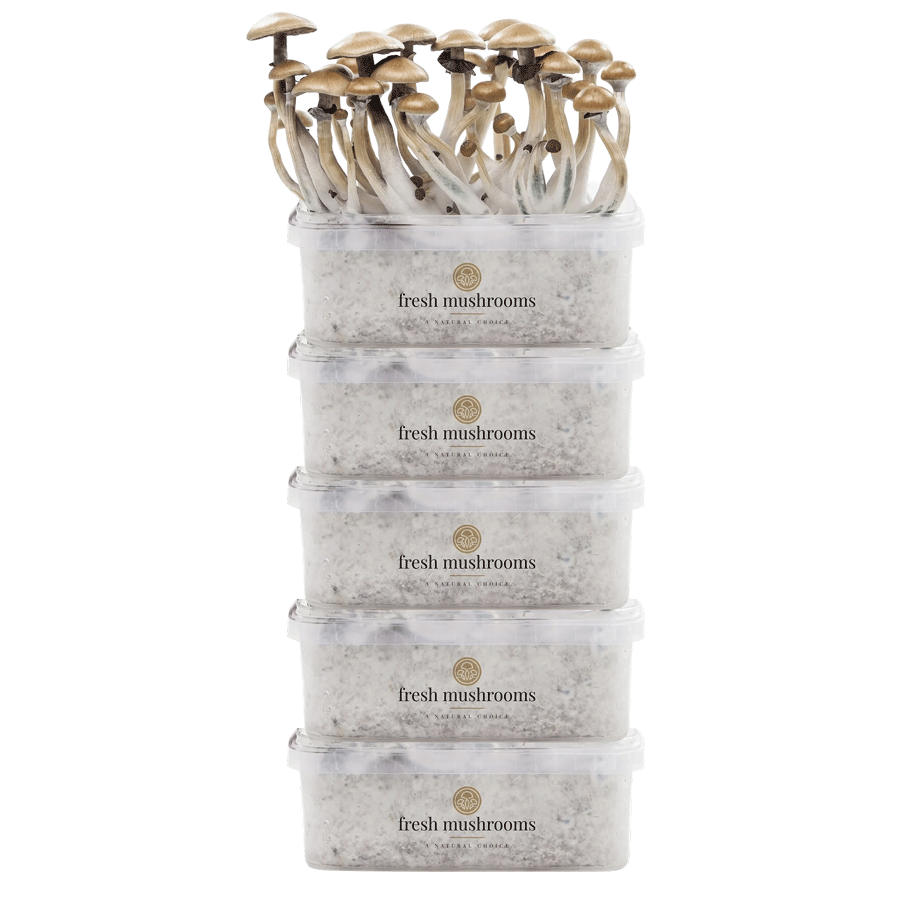 FreshMushrooms® Kit di Coltivazione Pacco da 5