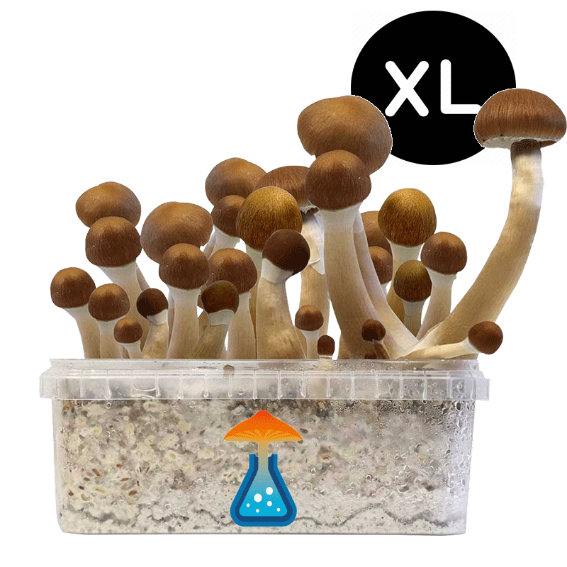 GetMagic Magic Mushroom grow kit XL