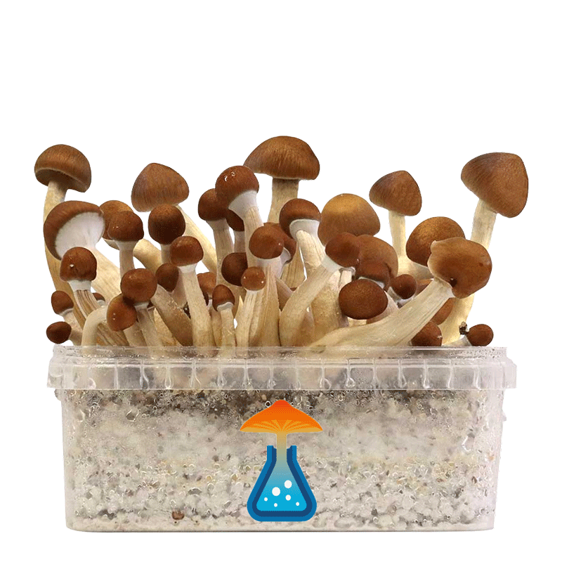 GetMagic Magic Mushroom grow kit XL