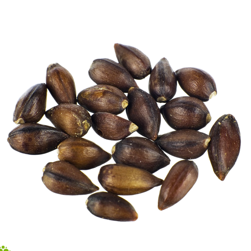 Ephedra (Ephedra sinica) semi