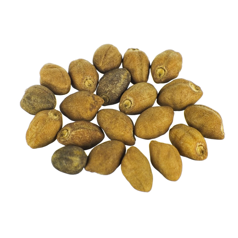Ololiuqui (Rivea corymbosa) seeds