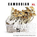 Mondo® kit di coltivazione Cambodia XL