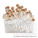 FreshMushrooms® kit di coltivazione B+