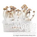 FreshMushrooms® kit di coltivazione Mexican