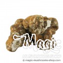 Tartufi Magici Utopia