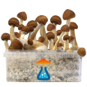 GetMagic Magic Mushroom grow kit XL