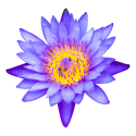 Loto Blu | Nymphaea caerulea | 20 grammi