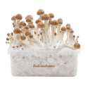 B+ Kit di Coltivazione - FreshMushrooms®