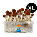 GetMagic Magic Mushroom grow kit XL