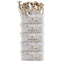 FreshMushrooms® Kit di Coltivazione Pacco da 5