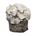 The new Jack Frost mushroom kit