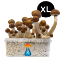 GetMagic Magic Mushroom grow kit XL