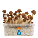 Mexican Grow Kit 1200 ml — GetMagic®
