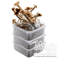 GetMagic® 3 XL kit di coltivazione Sconto