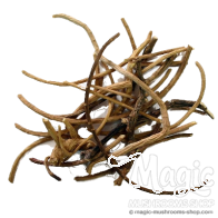 Radice di Sogno Africano | Silene Capensis | 5 grammi 