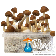 Kit di coltivazione B+ GetMagic