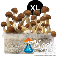 GetMagic B+ XL Growkit