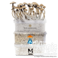 Magic Mushroom Pacchetto Combinato | 3x kit