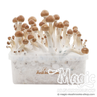 FreshMushrooms® kit di coltivazione B+