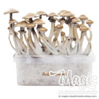 FreshMushrooms® kit di coltivazione Golden Teacher