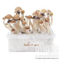 FreshMushrooms® kit di coltivazione McKennaii